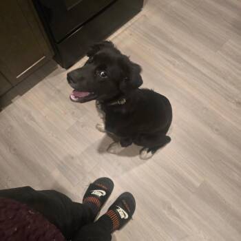 German Shepherd Dog and Black Labrador Retriever Dogs Available for Adoption in Rossville, Georgia - Oreo | PetCurious