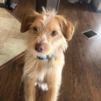 Terrier Dogs Available for Adoption in Coeur D