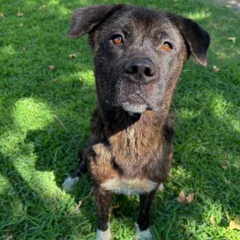 Rescue Akita and Mixed Breed Dogs for Adoption in San Jacinto, California - Kita | PetCurious