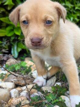 Honey -  Husky Dog Available for Adoption in Grayson, Georgia - Honey | PetCurious