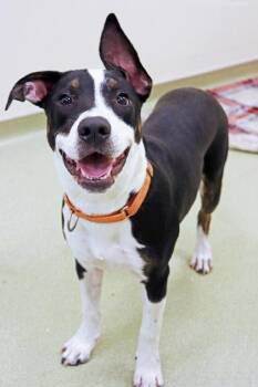 Rescue Terrier Dogs for Adoption in Hoffman Estates, Illinois - Coraline | PetCurious