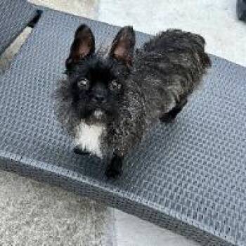 Mixed Breed Dogs Available for Adoption in Monticello, New York - Meeka | PetCurious