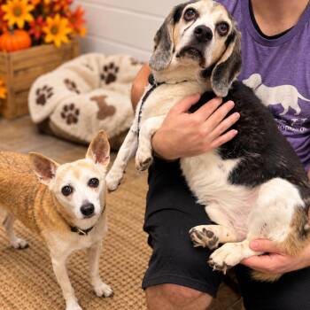 Fawna -  Terrier and Mixed Breed Dog for Adoption in Hopkinton, Massachusetts - Fawna | PetCurious