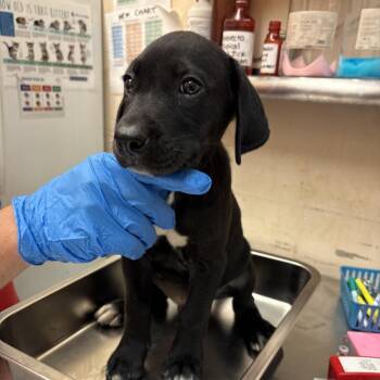 Marvin -  Terrier Dog for Adoption in Birmingham, Alabama - Marvin | PetCurious