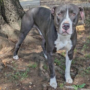 Bluey -  Pit Bull Terrier Dog for Adoption in Charlottesville, Virginia - Bluey | PetCurious