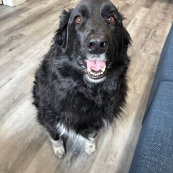 Border Collie and Husky Dogs Available for Adoption in Oshawa, Ontario - Luna | PetCurious