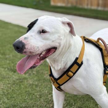 Patch -  Pit Bull Terrier and Bull Terrier Dog for Adoption in Warren, Rhode Island - Patch | PetCurious