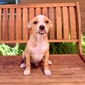 Barry -  Chihuahua Dog for Adoption in Agoura Hills, California - Barry | PetCurious