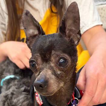 Couch 14400 -  Chihuahua Dog for Adoption in San Francisco, California - Couch 14400 | PetCurious