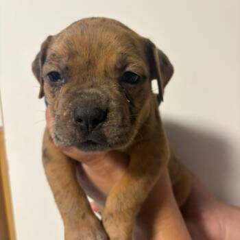 Sleepy -  Catahoula Leopard Dog and Mixed Breed Dog for Adoption in Merritt Island, Florida - Sleepy | PetCurious
