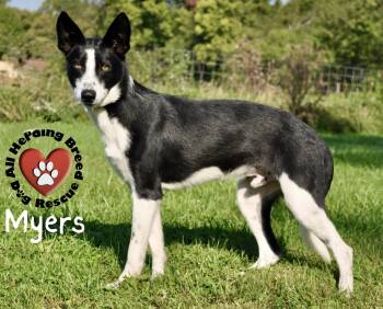 Rescue Border Collie Dogs for Adoption in Joliet, Illinois - Meyer | PetCurious