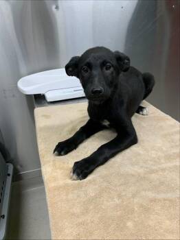 YARRI -  German Shepherd Dog and Husky Dog for Adoption in Fairbanks, Alaska - YARRI | PetCurious