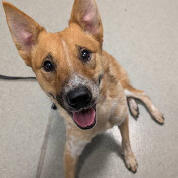 Rescue Australian Cattle Dog Blue Heeler and Cattle Dog Dogs for Adoption in New Castle, Delaware - Louisa | PetCurious