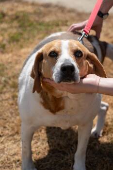 Hound Dogs Available for Adoption in King George, Virginia - Remy | PetCurious