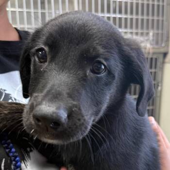 Brylee -  Labrador Retriever and Mixed Breed Dog for Adoption in Jacksonville, Arkansas - Brylee | PetCurious