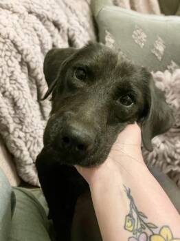Annie -  Labrador Retriever Dog Available for Adoption in Triana, Alabama - Annie | PetCurious