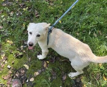 Mr. Lindsey Buckinham -  Mixed Breed Dog for Adoption in Elkins, West Virginia - Mr. Lindsey Buckinham | PetCurious