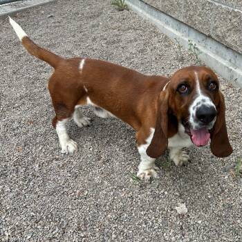 Basset Hound Dogs Available for Adoption in Lindon, Utah - Otis | PetCurious