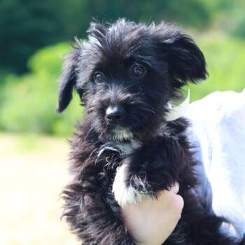 CT Hopper avail July 18 -  Australian Shepherd and Mixed Breed Dog for Adoption in Stormville, New York - CT Hopper Avail July 18 | PetCurious