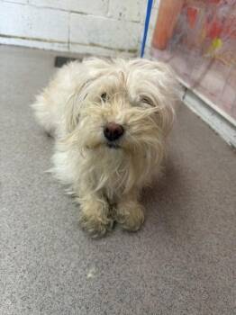 KITTY -  Terrier and Mixed Breed Dog for Adoption in San Bernardino, California - KITTY | PetCurious