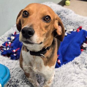 AutoZone -  Beagle Dog for Adoption in Columbia, Missouri - AutoZone | PetCurious