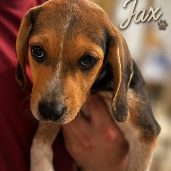 Jax -  Beagle and Mixed Breed Dog for Adoption in Opelika, Alabama - Jax | PetCurious
