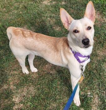 Rescue Corgi and Australian Cattle Dog Blue Heeler Dogs for Adoption in Walnutport, Pennsylvania - Mera | PetCurious