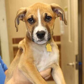 Rescue Mixed Breed Dogs for Adoption in Port Washington, New York - "Louie" | PetCurious
