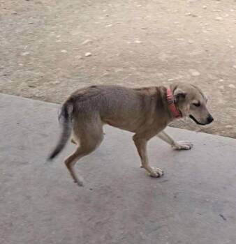 Rescue Labrador Retriever Dogs for Adoption in San Antonio, Texas - Chloe | PetCurious