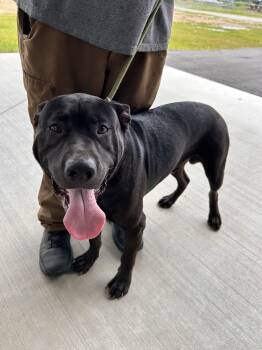 Jeff -  Mixed Breed Dog for Adoption in Manchester, Tennessee - Jeff | PetCurious