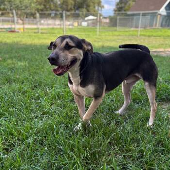 Rescue German Shepherd Dog Dogs for Adoption in San Jacinto, California - Beau | PetCurious