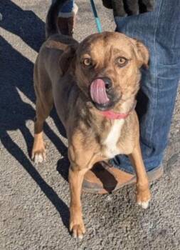 Beagle and Pug Dogs Available for Adoption - Puggle, Puggle | PetCurious