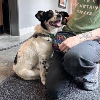 Roo -  Mixed Breed Dog for Adoption in Hailey, Idaho - Roo | PetCurious