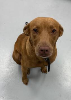 Maisey -  Chocolate Labrador Retriever Dog for Adoption in Hartsville, South Carolina - Maisey | PetCurious