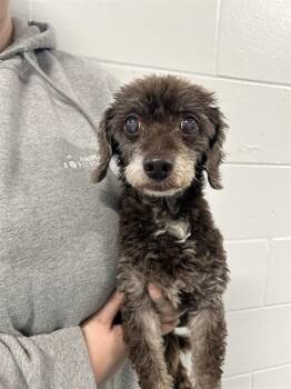 REBA -  Poodle and Mixed Breed Dog for Adoption in St. Cloud, Florida - REBA | PetCurious