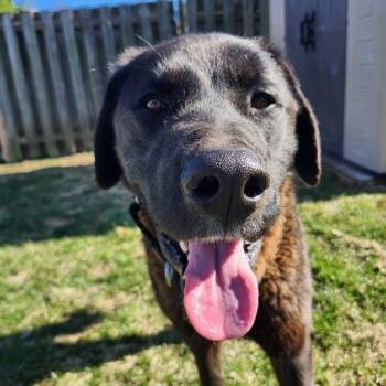Black Labrador Retriever Dogs Available for Adoption in Toronto, Ontario - Gucci | PetCurious