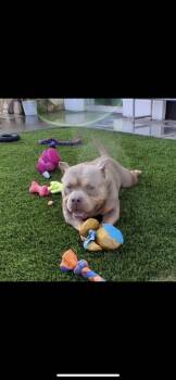 Harold -  English Bulldog and Miniature Dachshund Dog Available for Adoption in New Haven, Connecticut - Harold | PetCurious