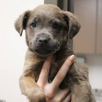 Shepherd and Terrier Dogs Available for Adoption - Jett | PetCurious