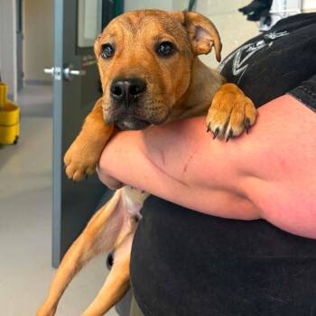 Pooh Shiesty -  Mixed Breed Dog for Adoption in Huntington, West Virginia - Pooh Shiesty | PetCurious