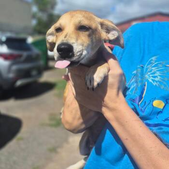 Marzipan -  Carolina Dog Dog for Adoption in Wahiawa, Hawaii - Marzipan | PetCurious