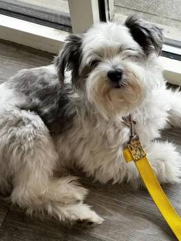 Rescue Maltese Dogs for Adoption in Lindenhurst, New York - Oreo | PetCurious