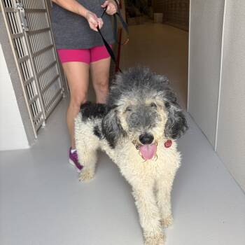 Paulie -  Poodle Dog for Adoption in Chicago, Illinois - Paulie | PetCurious