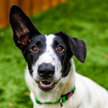 Precious -  Cattle Dog Dog for Adoption in Naperville, Illinois - Precious | PetCurious