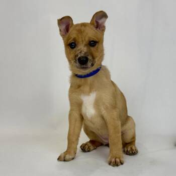 Catahoula Leopard Dog and German Shepherd Dog Dogs Available for Adoption - Frida | PetCurious