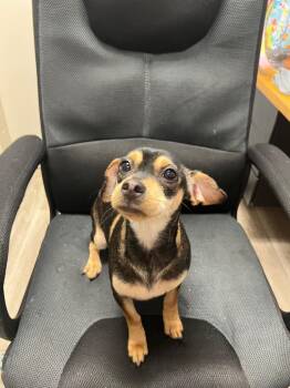 Riley -  Miniature Pinscher and Mixed Breed Dog for Adoption in Marion, Ohio - Riley | PetCurious