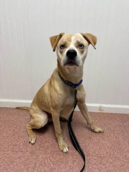 Labrador Retriever and Husky Dogs Available for Adoption in Wabash, Indiana - Jerry | PetCurious