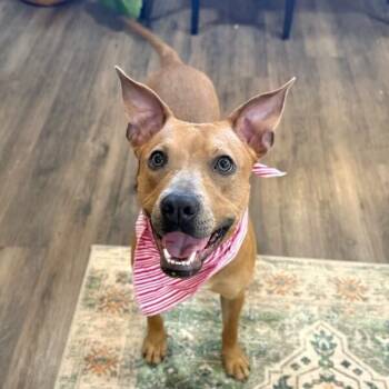 Pit Bull Terrier and American Staffordshire Terrier Dogs Available for Adoption - Sydney So Loving | PetCurious