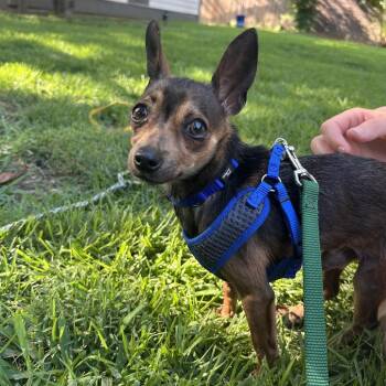 Bugs -  Chihuahua and Mixed Breed Dog for Adoption in Bartlett, Tennessee - Bugs | PetCurious