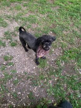 Shih Tzu and Mixed Breed Dogs Available for Adoption in West Milwaukee, Wisconsin - Fancy $450 | PetCurious