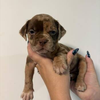 Grumpy -  Catahoula Leopard Dog and Mixed Breed Dog for Adoption in Merritt Island, Florida - Grumpy | PetCurious